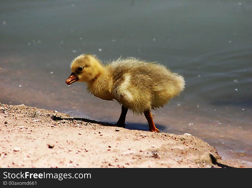 Baby Duckling