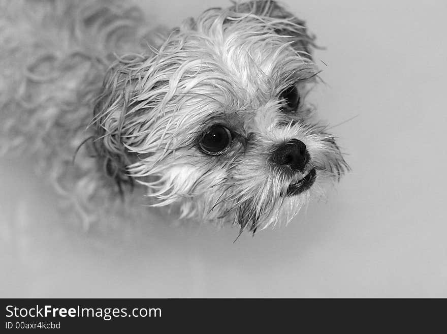 A wet dog after bath time.