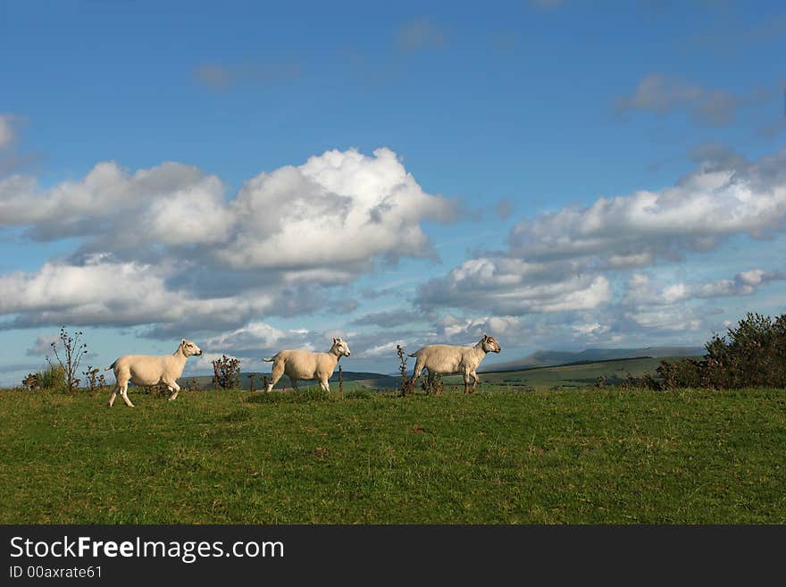 Three sheep walking together in a line in rural countryside, with a blue sky and cumulus clouds. View of the Black Mountain range in the Brecon Beacon National Park, Wales, United Kingdom, in the far distance. Three sheep walking together in a line in rural countryside, with a blue sky and cumulus clouds. View of the Black Mountain range in the Brecon Beacon National Park, Wales, United Kingdom, in the far distance.