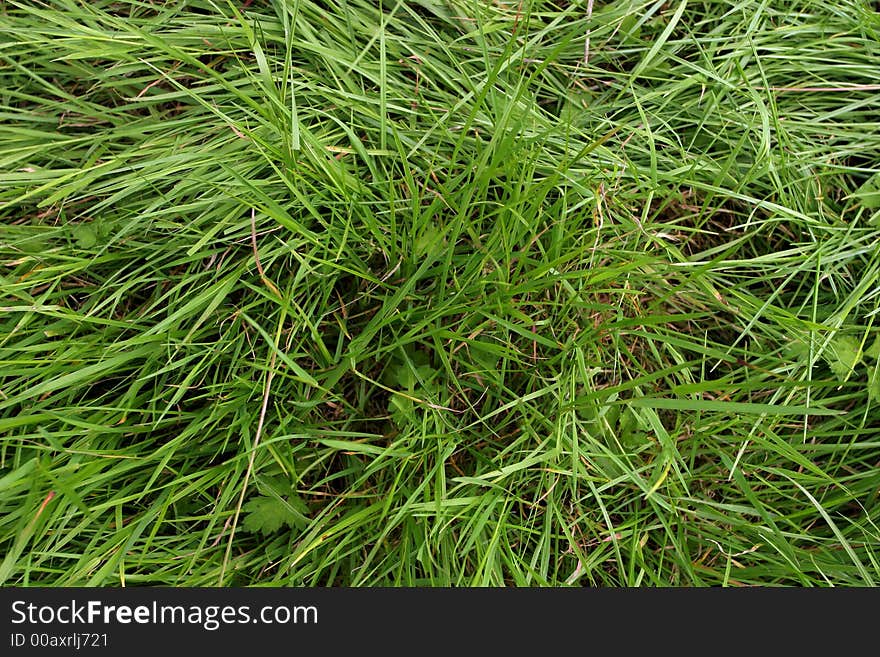 Close up of fresh green meadow grass.