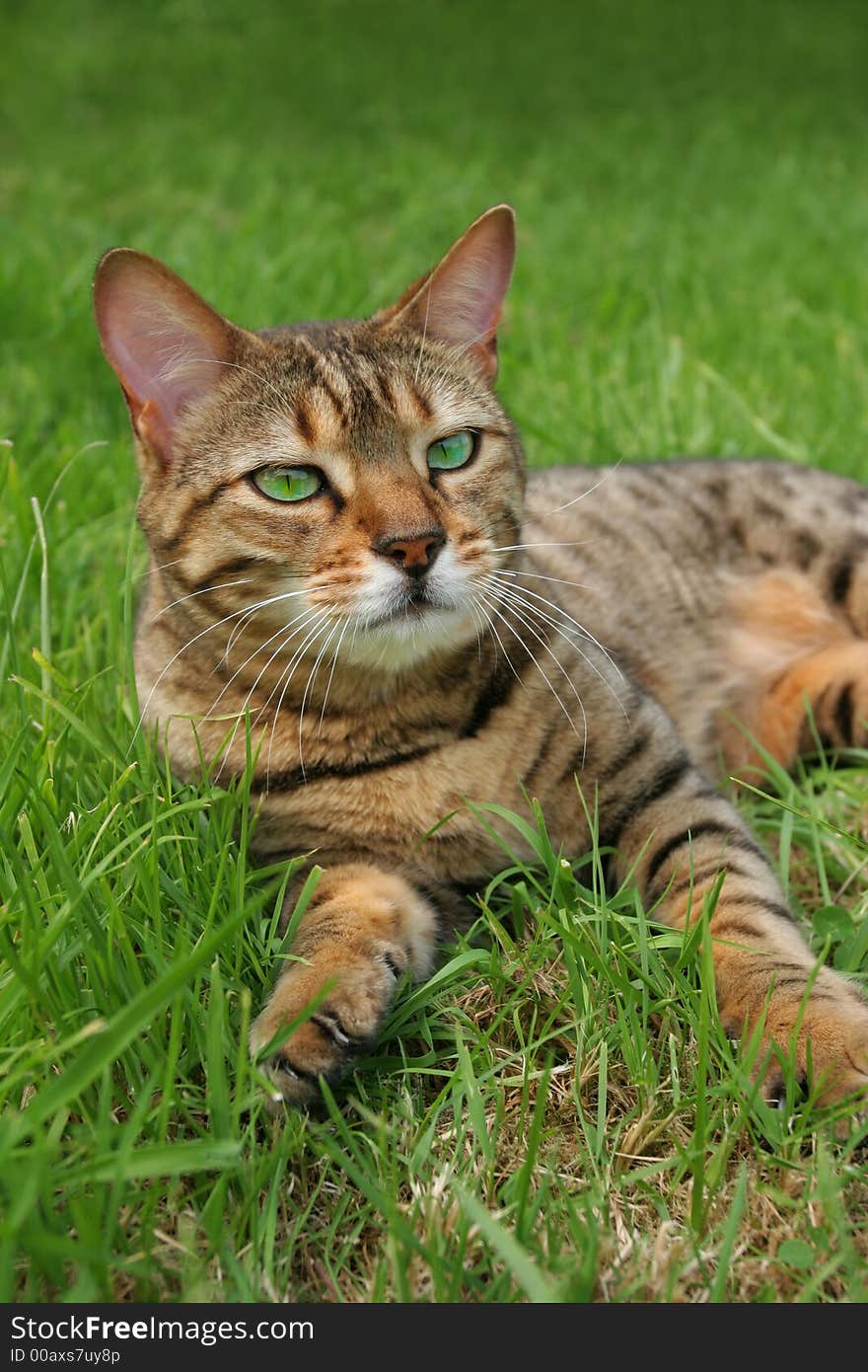 Bengali Cat