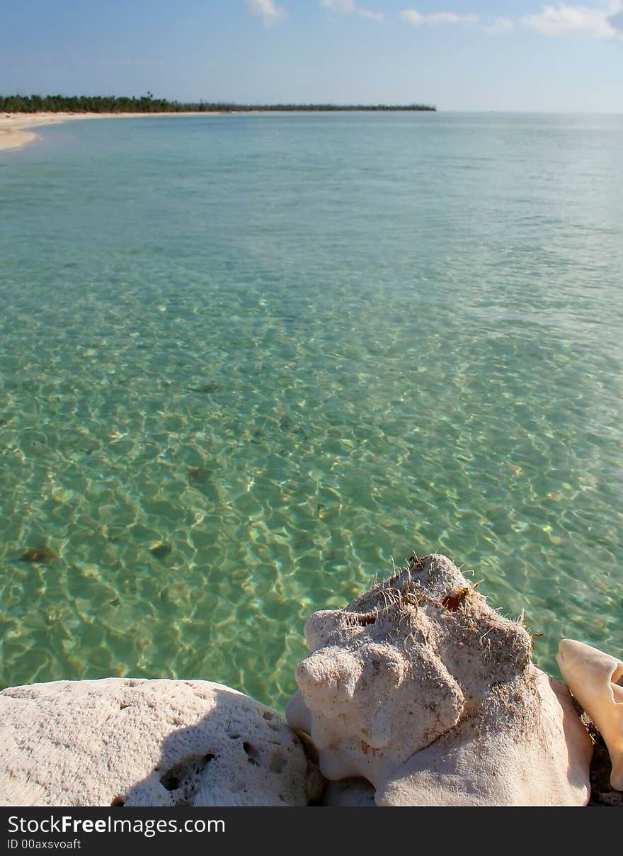 Sea shell and crystaline green sea at the caribbean. Sea shell and crystaline green sea at the caribbean