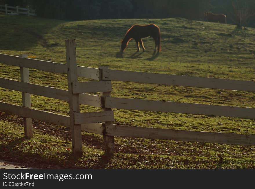 Horse and fence under the sunshine in Sierra Nevada Mts of Ca Mariposa County ca. Horse and fence under the sunshine in Sierra Nevada Mts of Ca Mariposa County ca