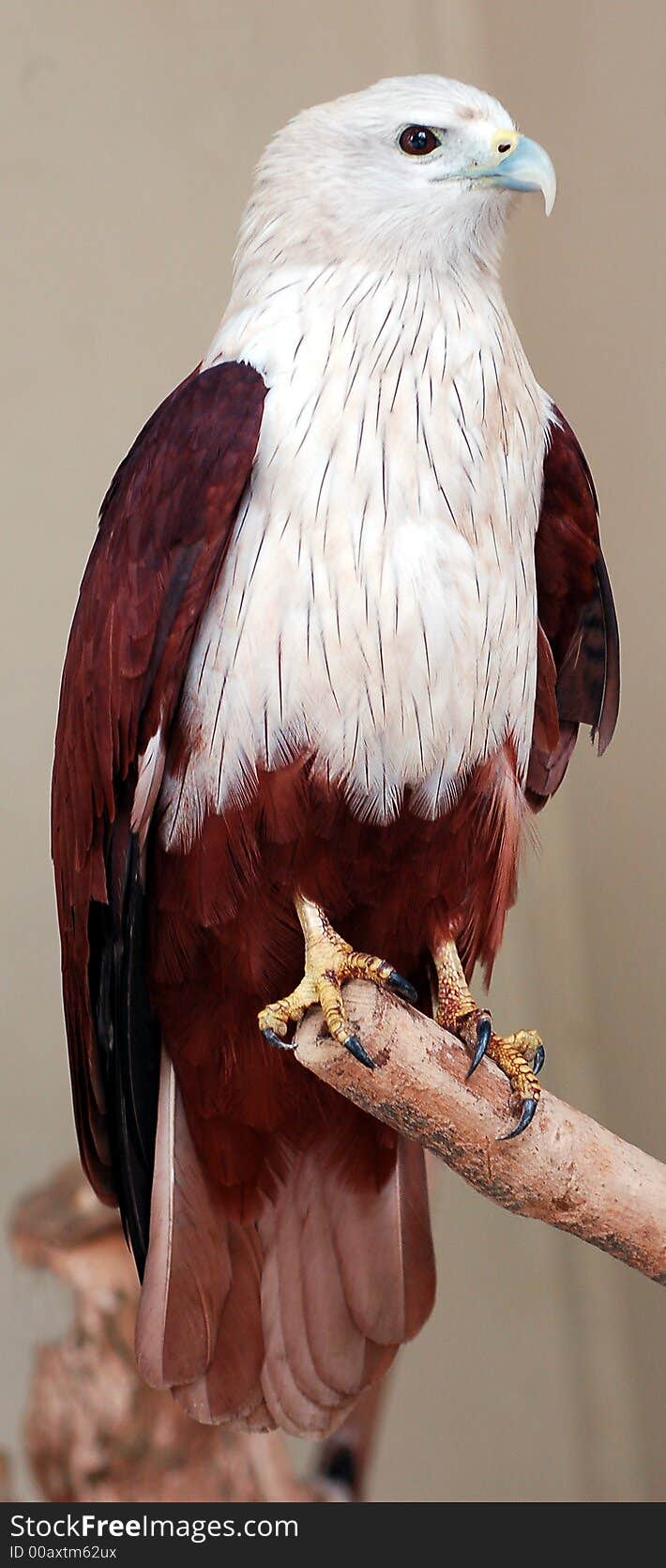 Trained eagle post for photo session. Trained eagle post for photo session