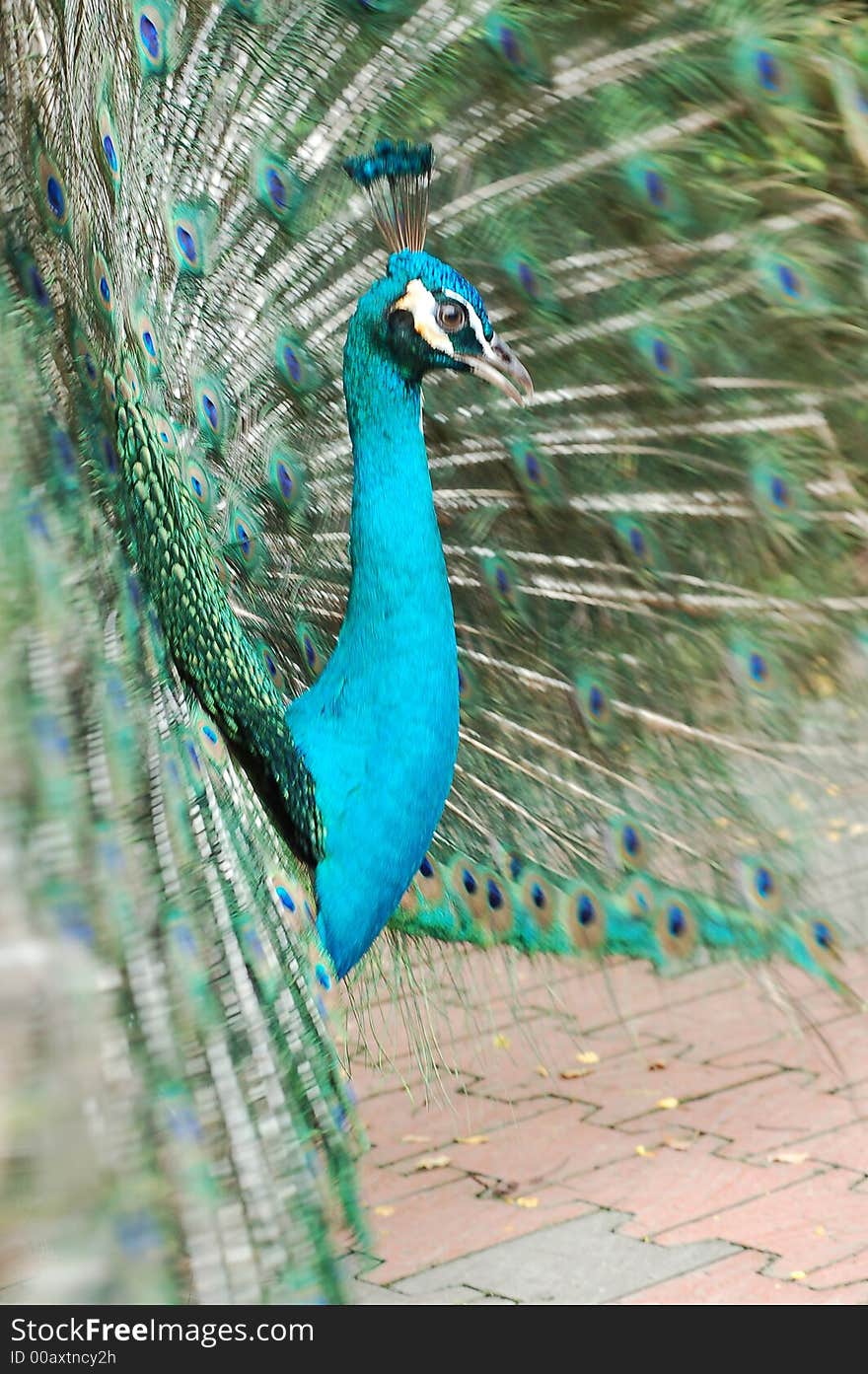 Closed up of a peacock. Closed up of a peacock