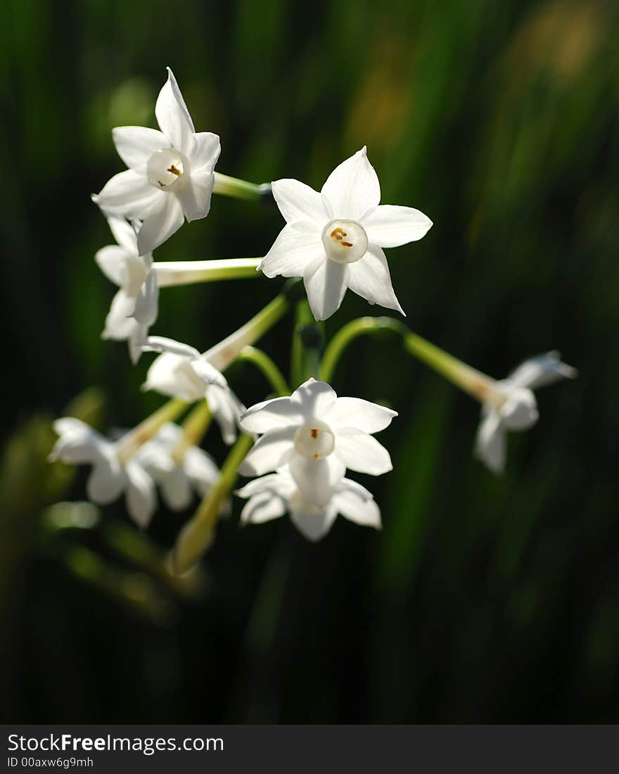 Flower at the garden in my village. Flower at the garden in my village