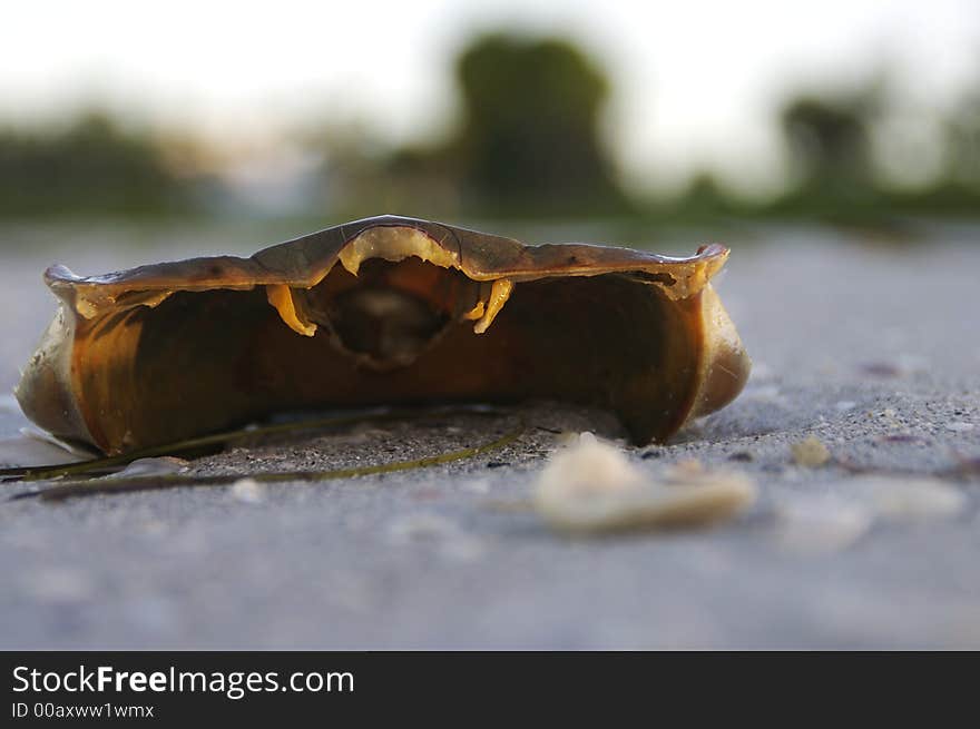 The rising sun captures an empty crab shell lying on the beach on Sanibel Island, Florida