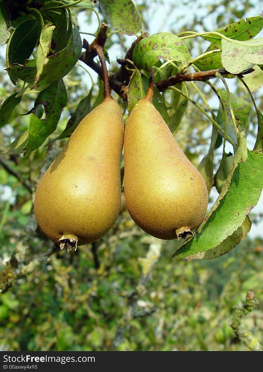 Pears on a tree just waiting to be picked and eaten