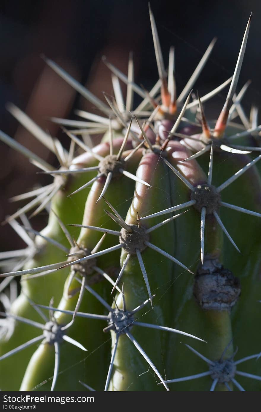 Macro shot of a cactus. Macro shot of a cactus