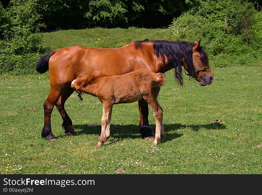 Horses on a sunny day