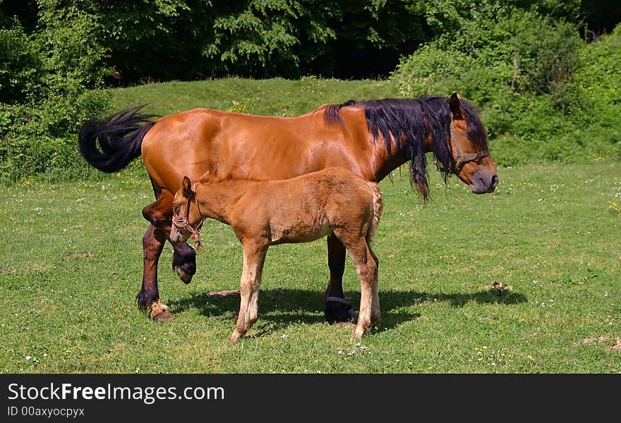 Horses on a sunny day