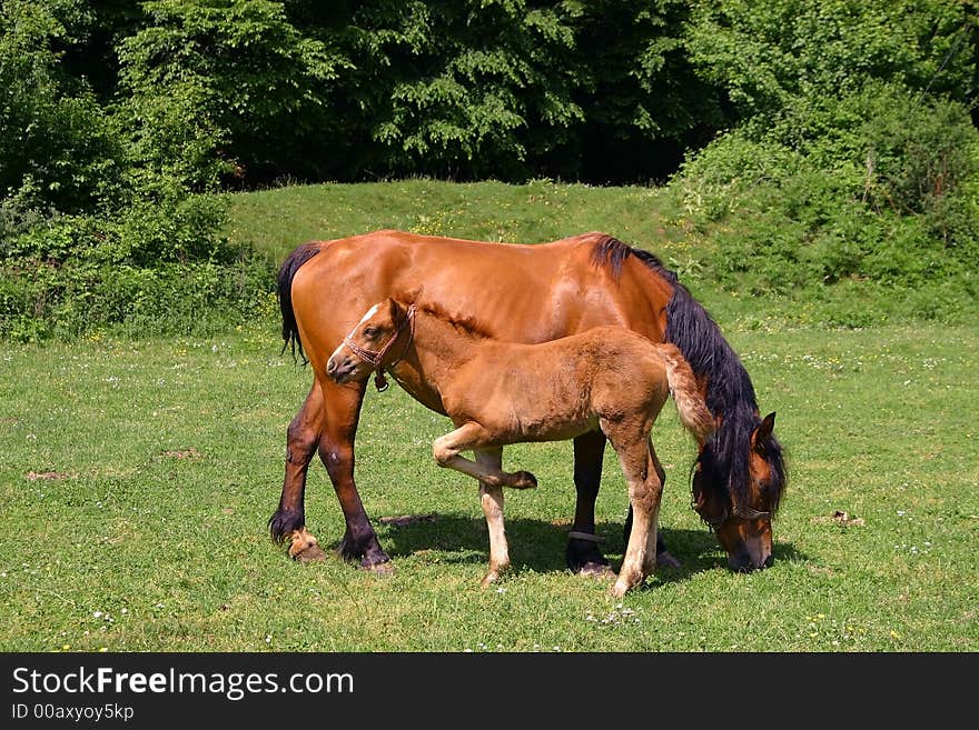 Horses On A Sunny Day