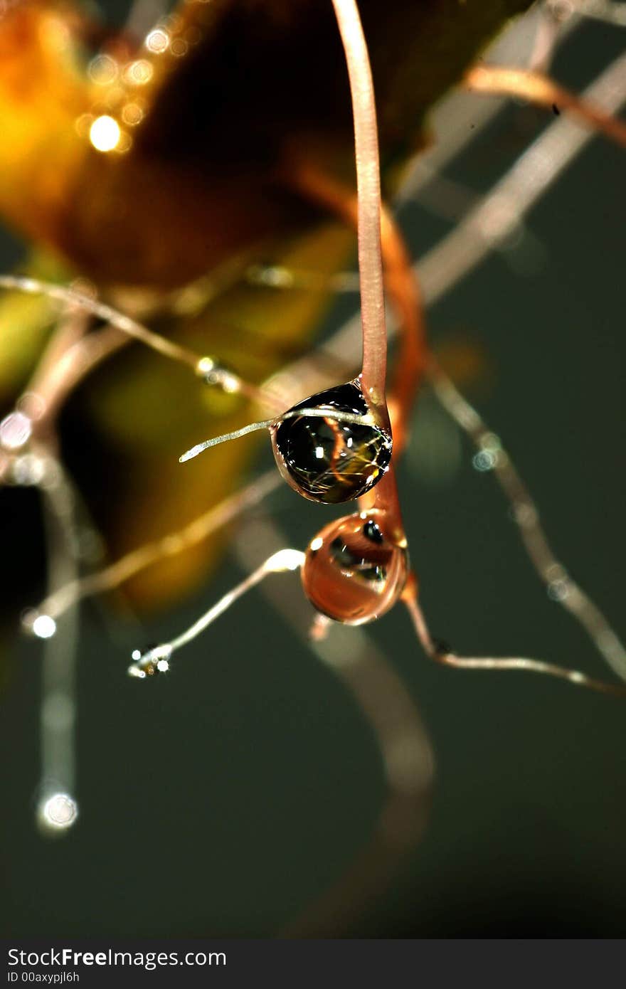 A rain drop ready to fall from a branch after the storm. A rain drop ready to fall from a branch after the storm.