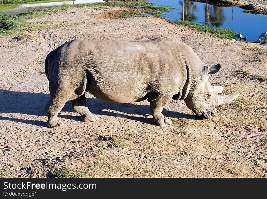 White Rhinoceros