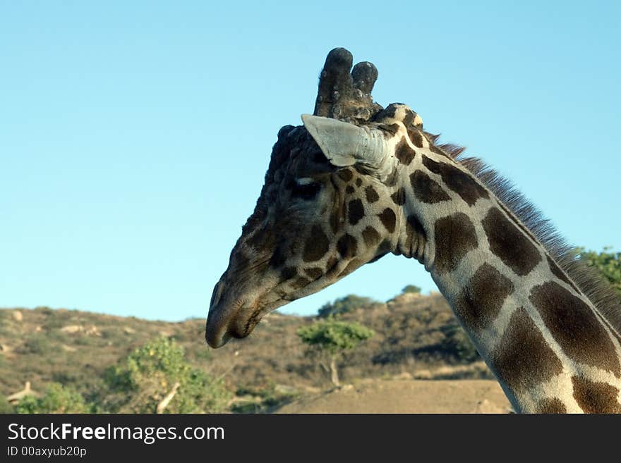 Close up shot of a giraffe. Close up shot of a giraffe