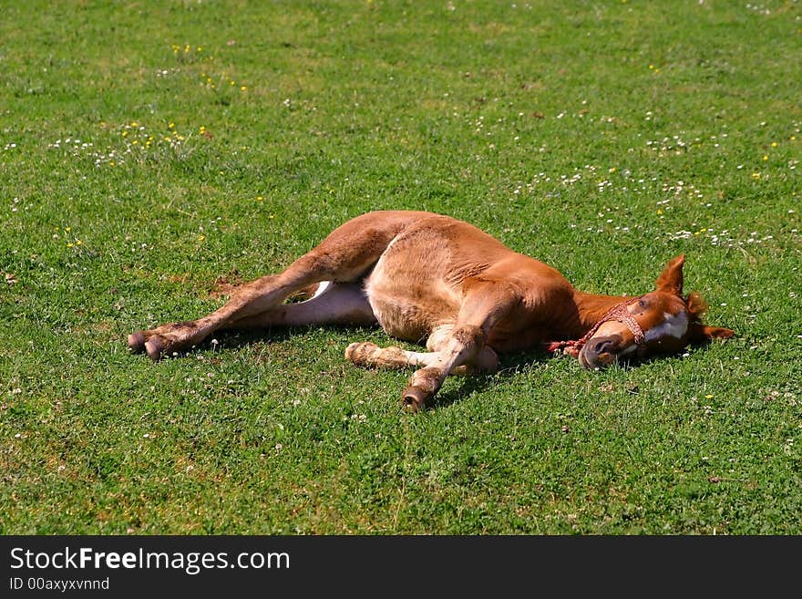 Calf resting on green pasture