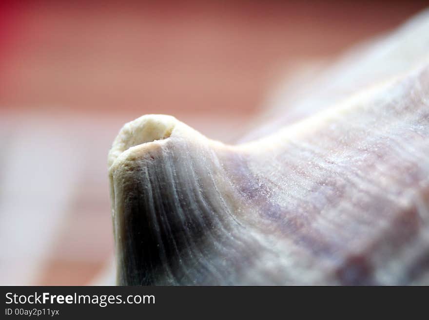 Close up of a horn of a horned shell. Close up of a horn of a horned shell