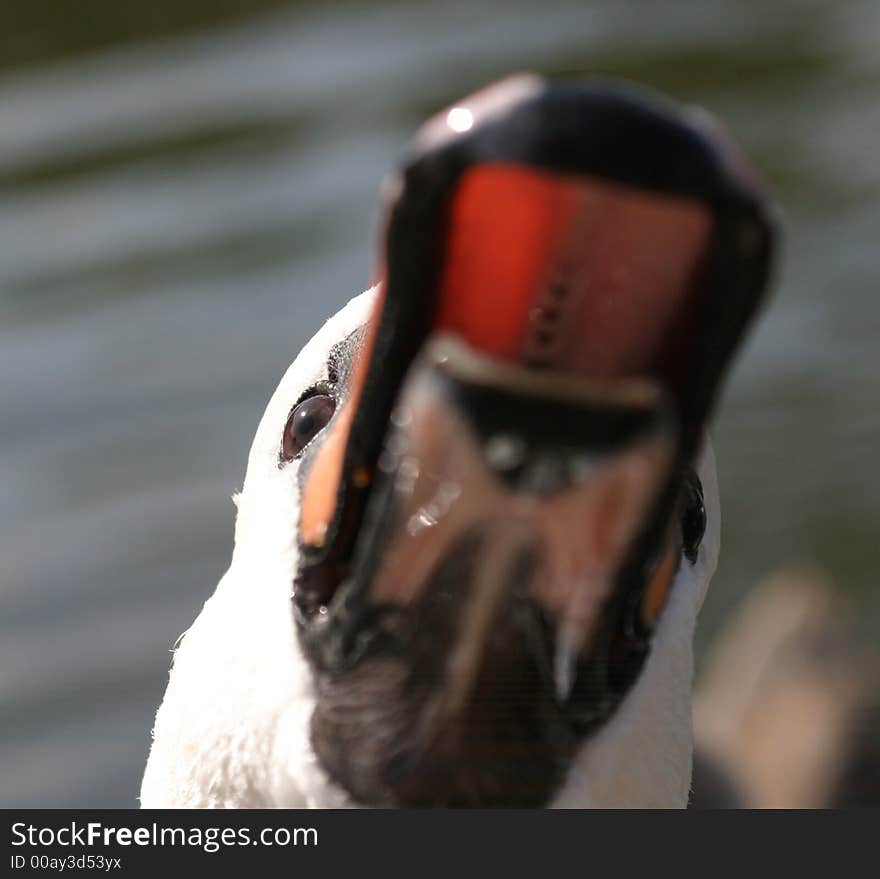 Shot of male swan at blackrock park dublin. Shot of male swan at blackrock park dublin