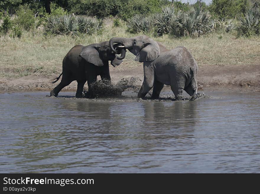 Elephants engaging in a greeting ritual at a watering hole. The atmospheric temperature was 39 degrees Celcius. This ritual lasts a few minutes and each elephant pushes and tugs at the other elephant. Elephants engaging in a greeting ritual at a watering hole. The atmospheric temperature was 39 degrees Celcius. This ritual lasts a few minutes and each elephant pushes and tugs at the other elephant.