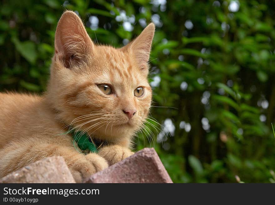 Red haired cat sitting in the garden.