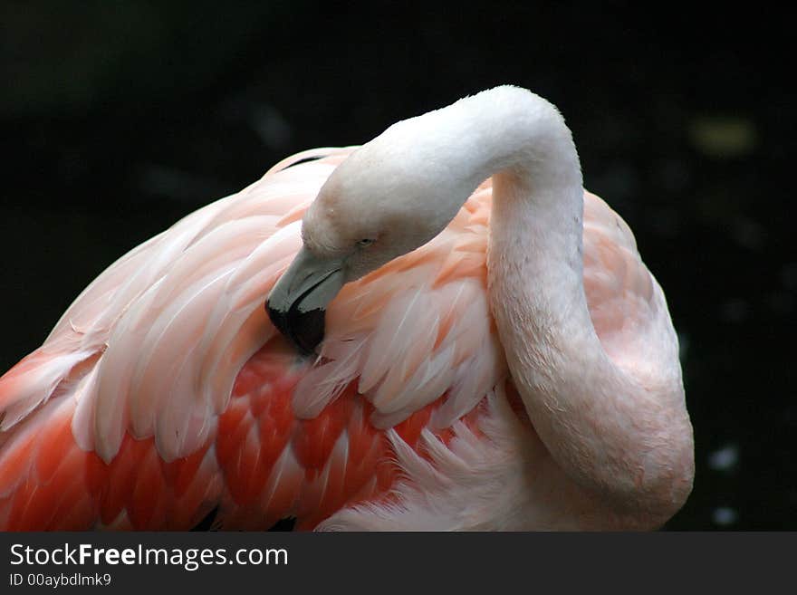 Flamingo up close in the Zoo