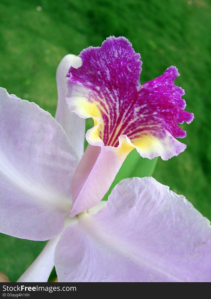 Tropical Flower - Purple Orchid Detail