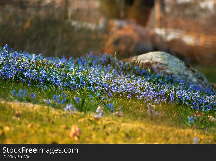 Blue Flowers