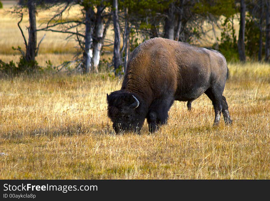 A bison bull grazing in a meadow. A bison bull grazing in a meadow