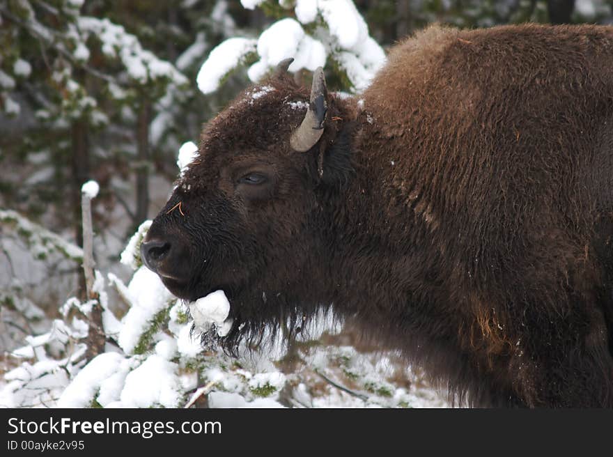 A young bison in a snowy landscape. A young bison in a snowy landscape