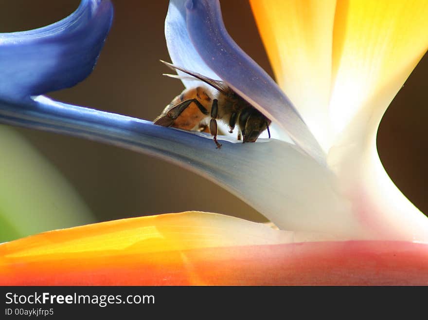 Bee on bird of paradise