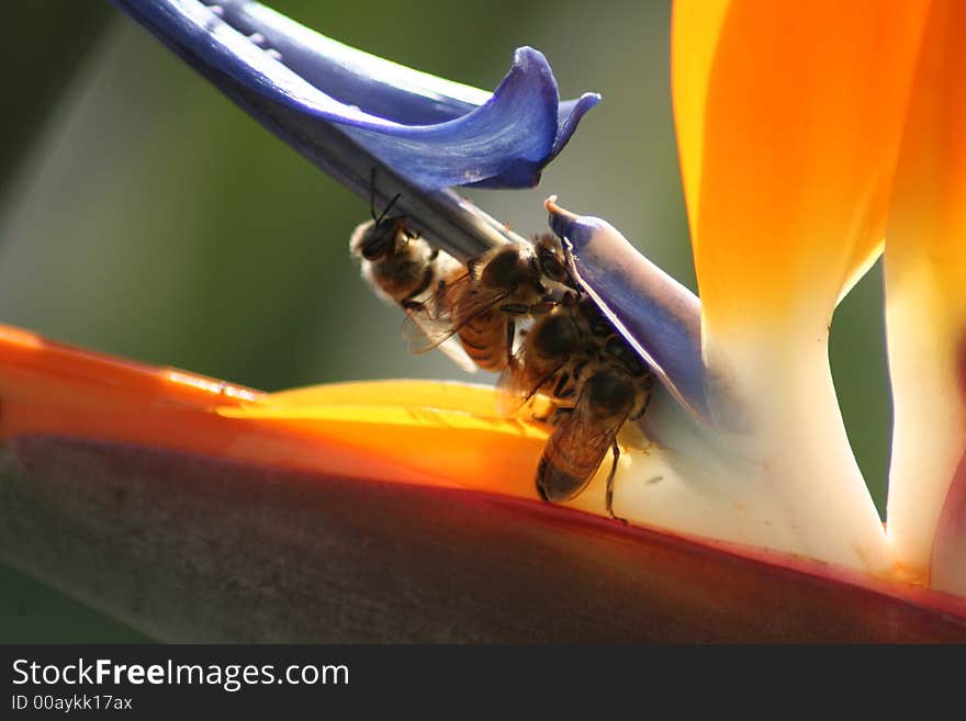 Bee on bird of paradise