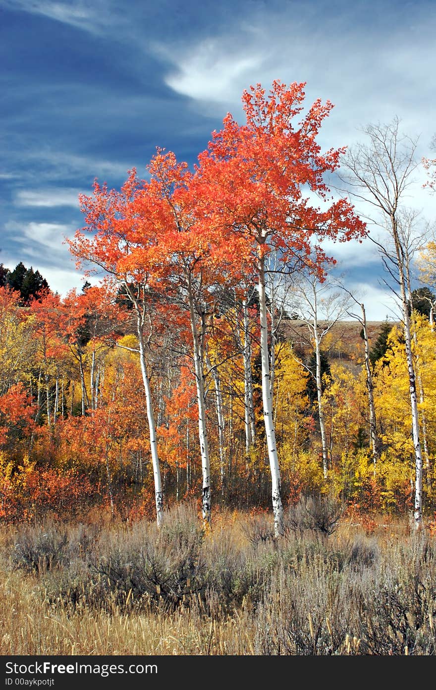 Aspen trees in fall foliage. Aspen trees in fall foliage