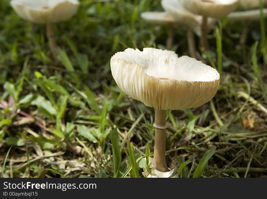 White toadstool in the wild after rainy season