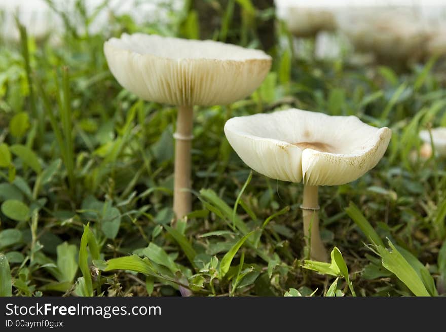 A pair of wild toadstool on grass patch