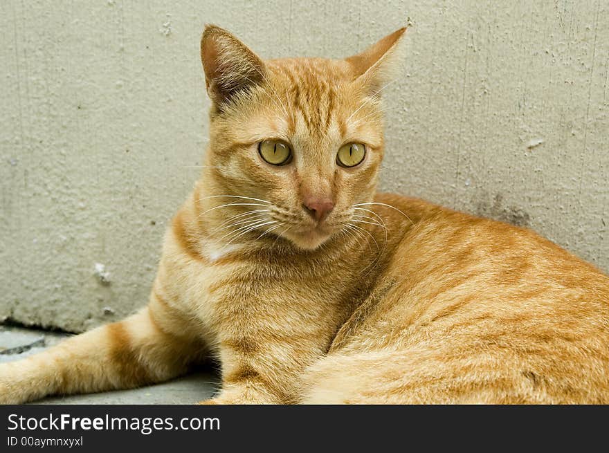 Singapore Stray cat at the back of a street