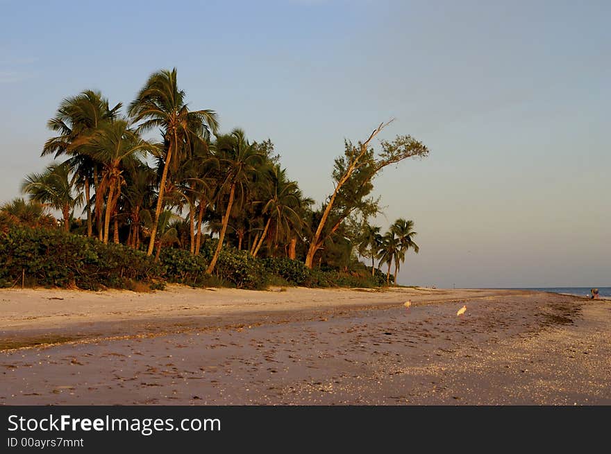 The setting sun puts a golden glow on this treeline on Sanibel Island, Florida. The setting sun puts a golden glow on this treeline on Sanibel Island, Florida