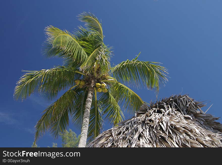 Looking up at the underneath of a palm tree in the tropics. Looking up at the underneath of a palm tree in the tropics