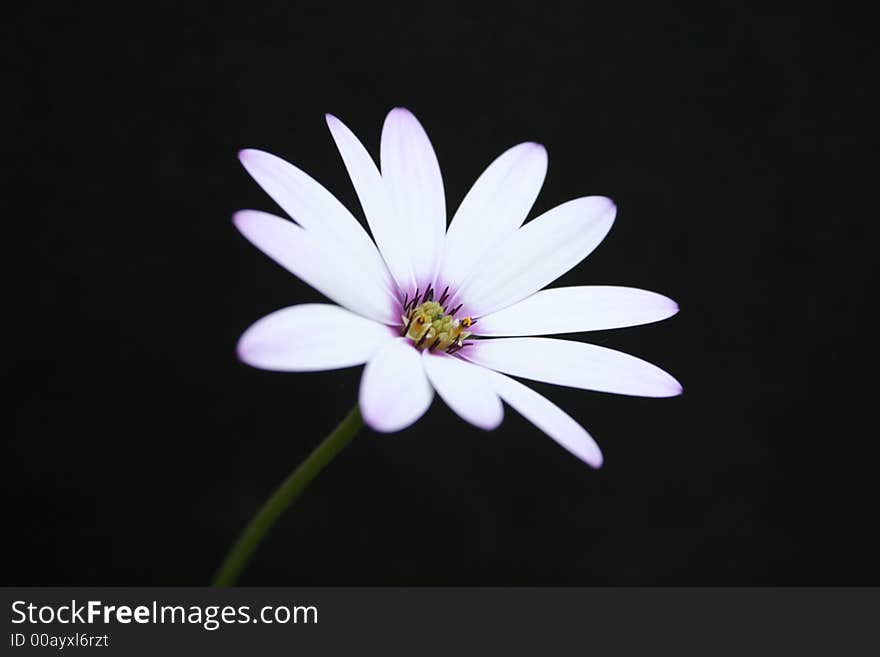 Cape Daisy