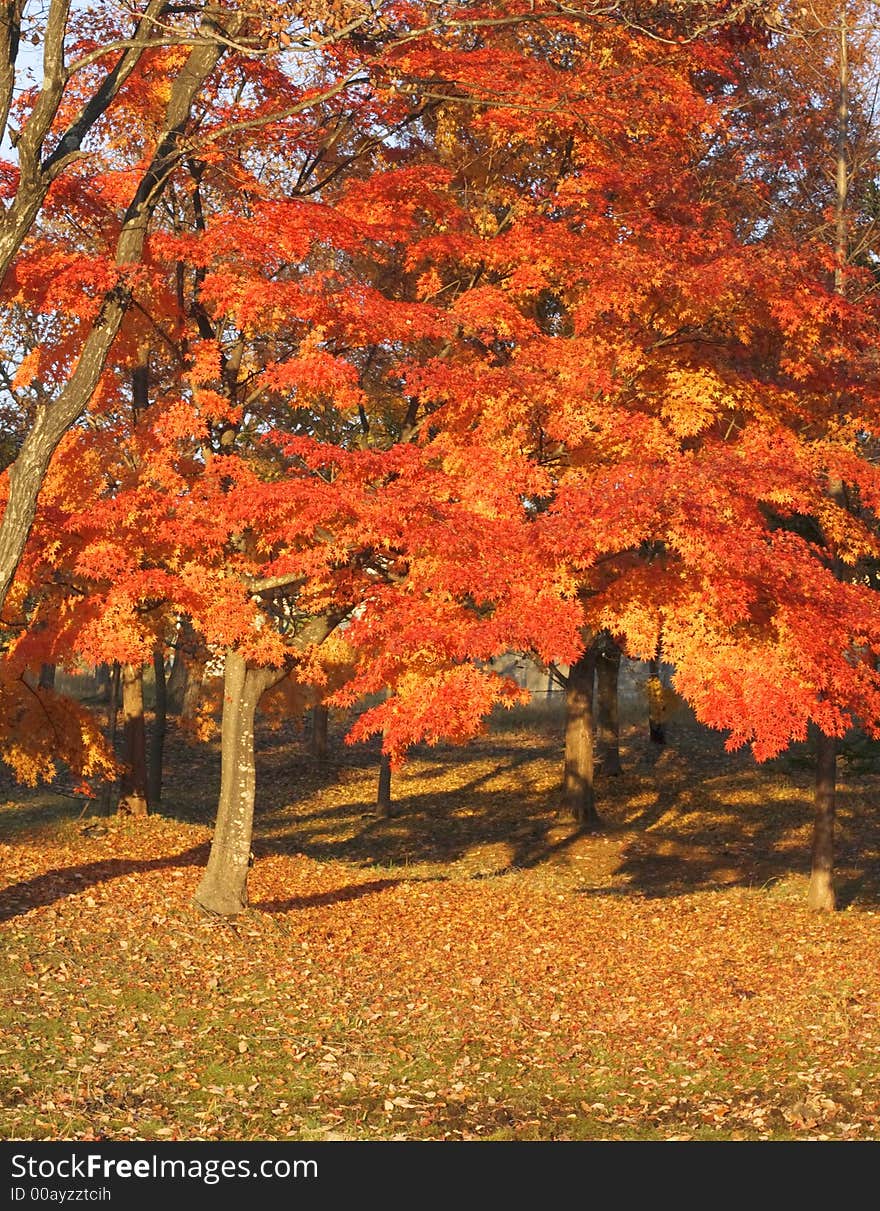 Beautiful autumn colors in a Japanese park with maple trees