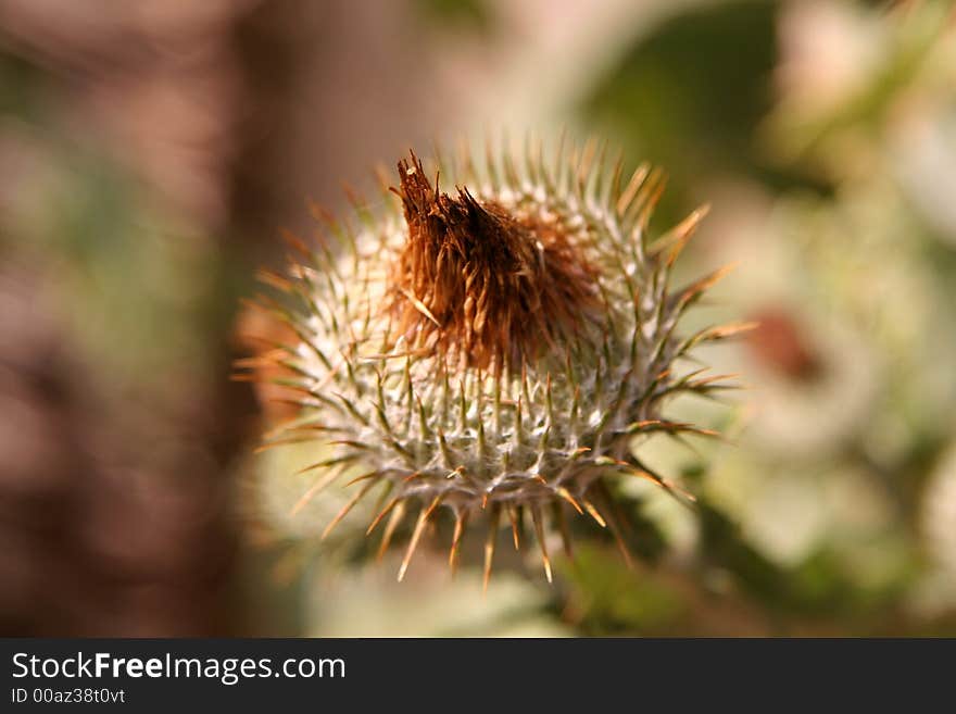 Dangerous Plant with Needle Like Spiked Bud. Dangerous Plant with Needle Like Spiked Bud