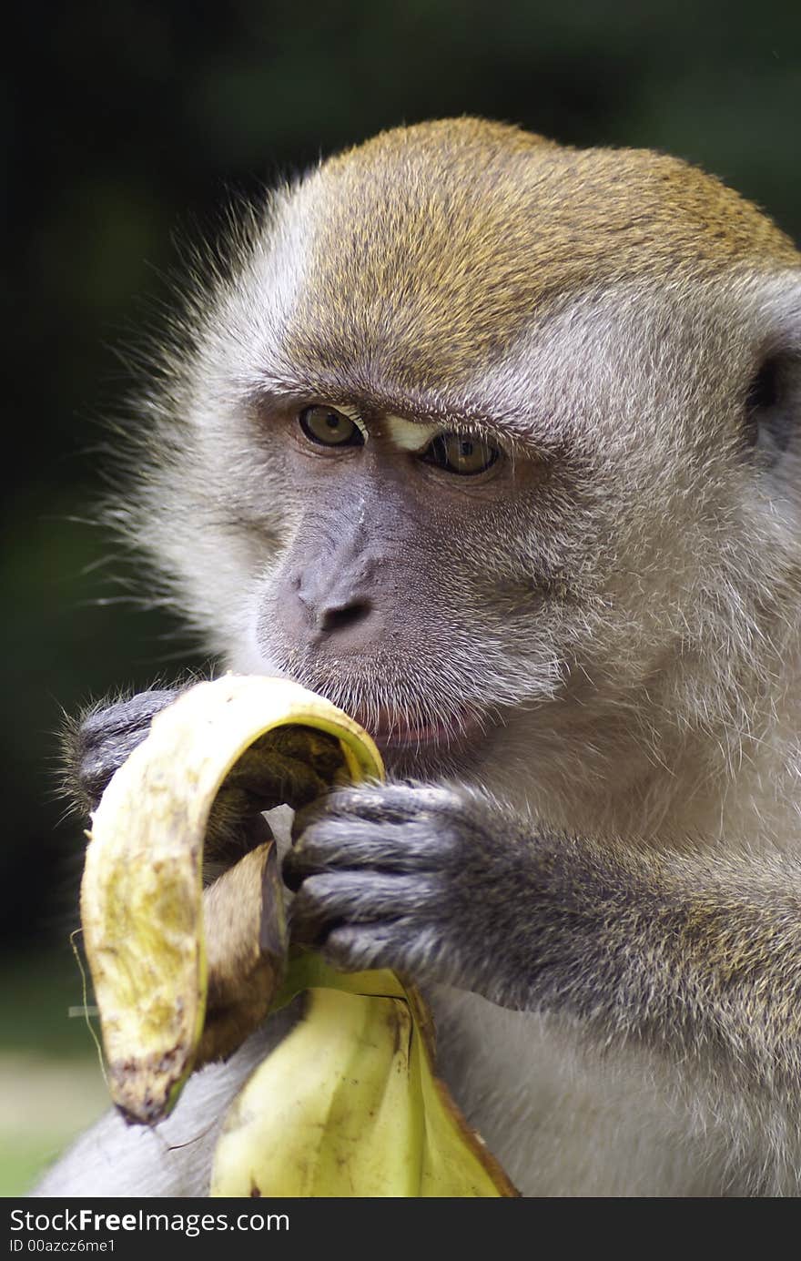 Primate eating banana