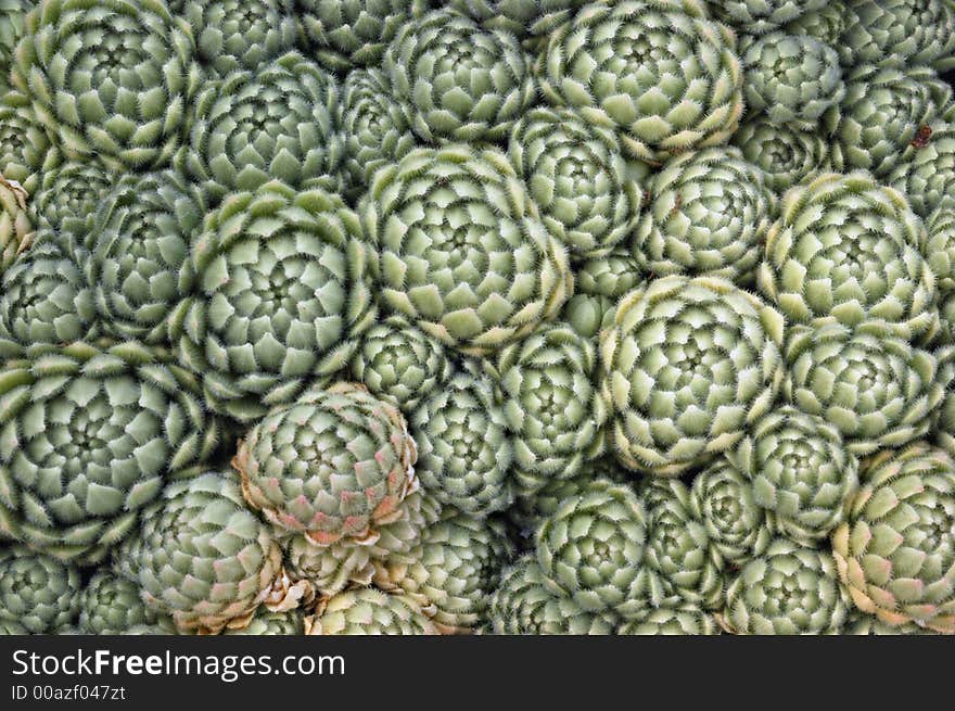 A large cluster of small, tight succulent rosettes with velvety gray-green leaves. Botanical Name: Rosularia chrysantha. Common Name: Hens and Chicks