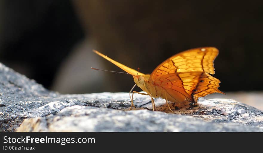 Closeup shot of a beautiful butterfly