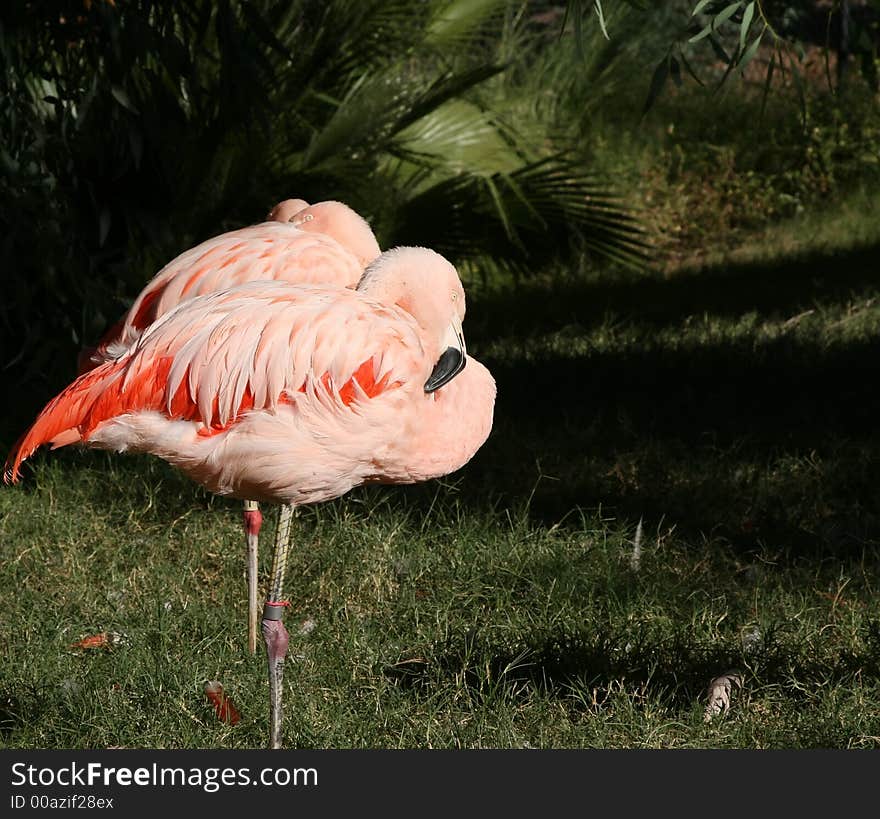 Flamingos With Dark Background