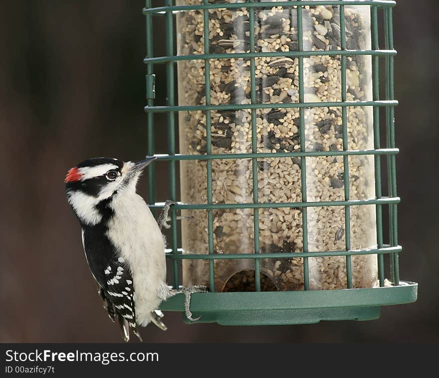 Little red capped woodpecker eating at a backyard feeder. Little red capped woodpecker eating at a backyard feeder