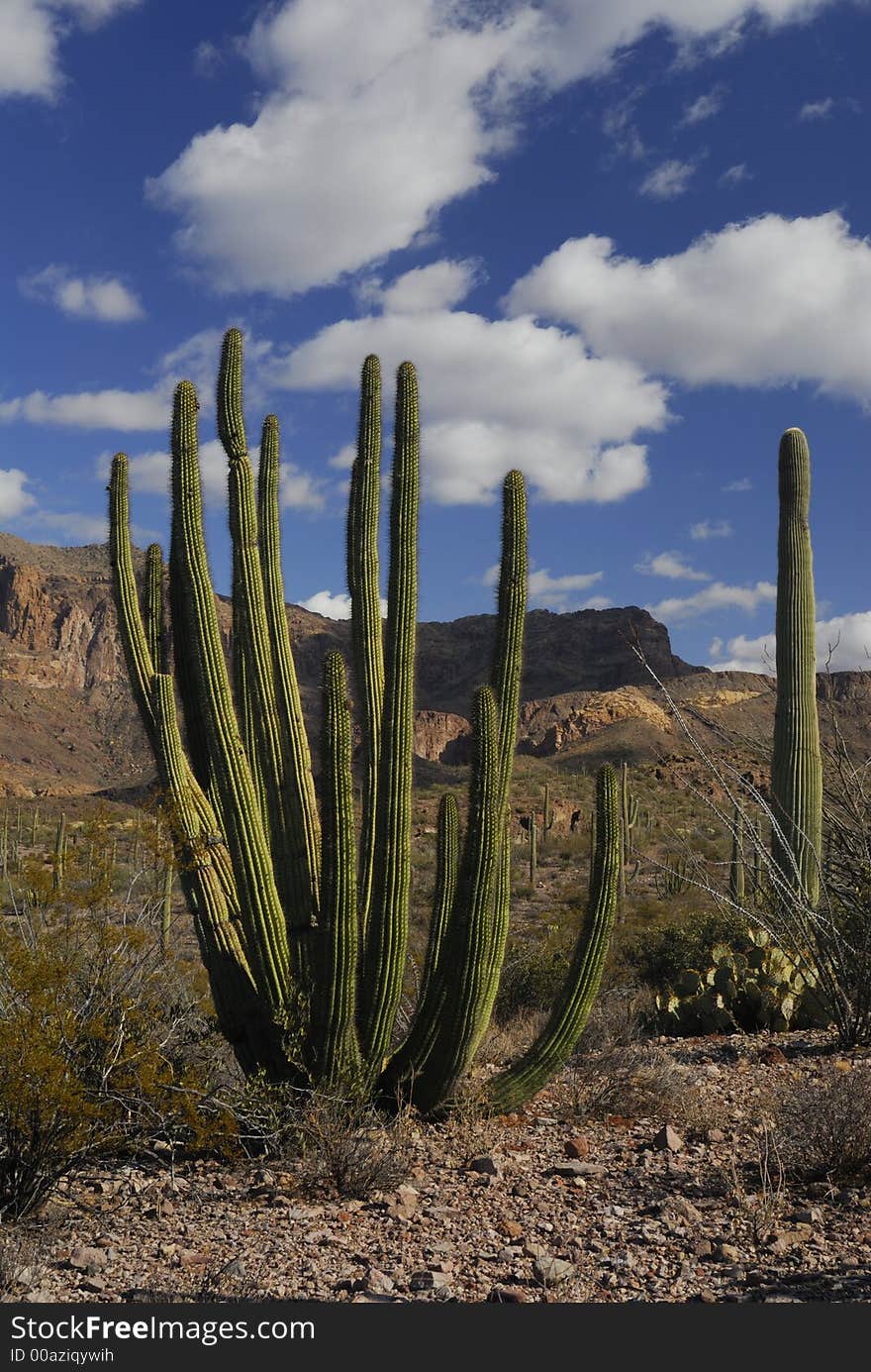 Organ Pipe And Saugaro Cactus