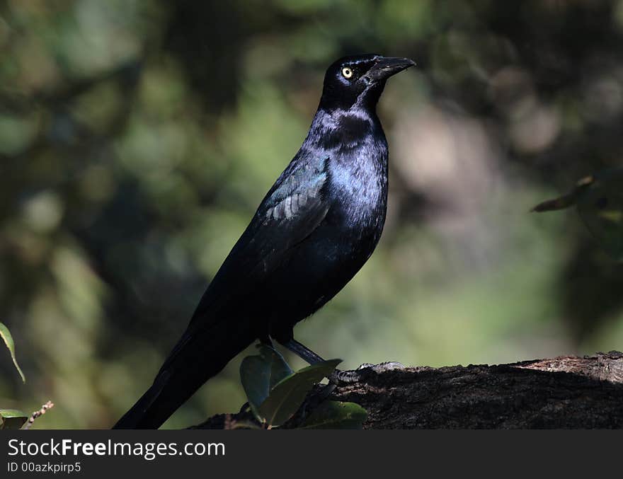 Great Tailed Grackle sitting on a tree branch.