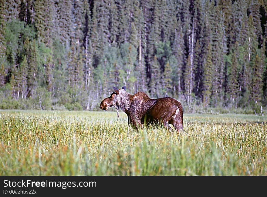 Moose in native marshland, british columbia. Moose in native marshland, british columbia