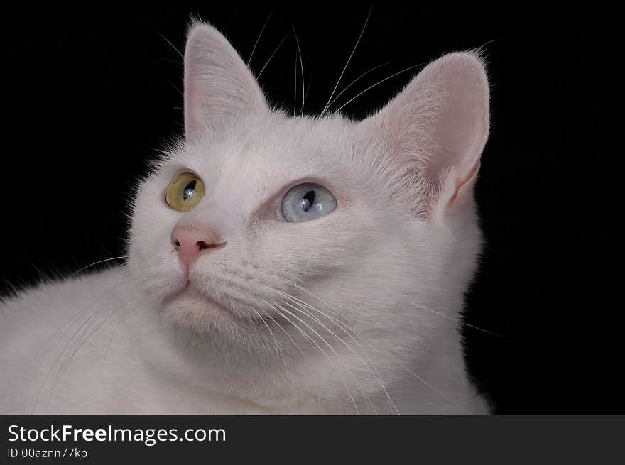 A white cat with one yellow and one blue eye against a black background. A white cat with one yellow and one blue eye against a black background.