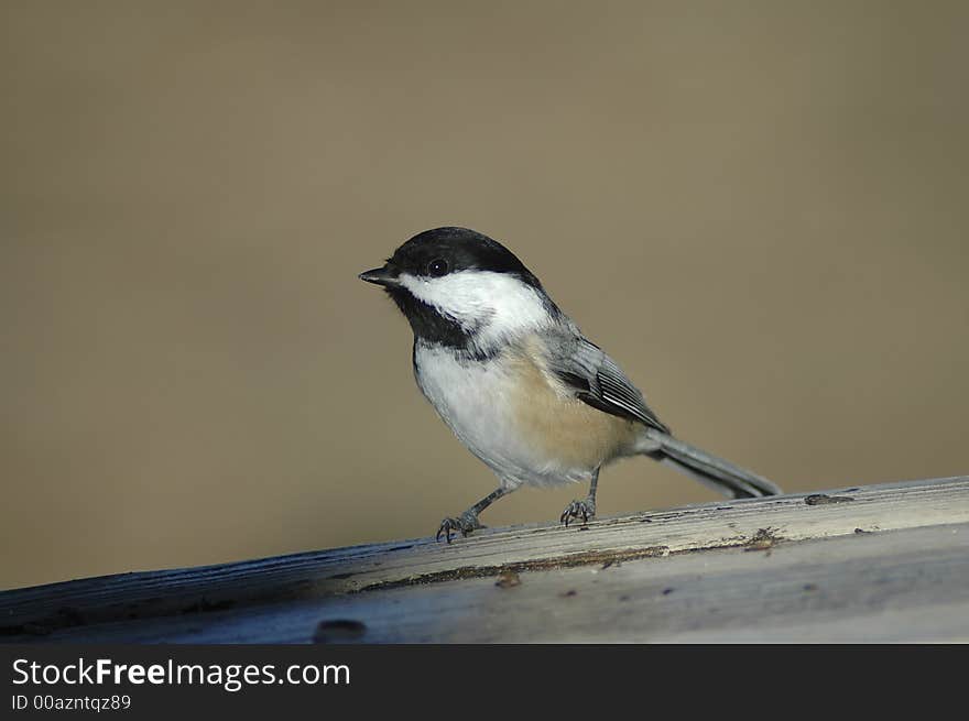 A chickadee perched on a deck. A chickadee perched on a deck.